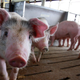 Hogs being raised on a farm in Elma, Iowa.